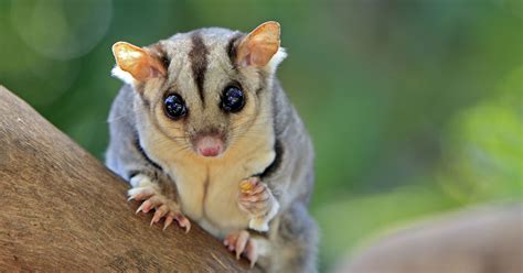 Sugar Gliders As Pets: What You Need to Know