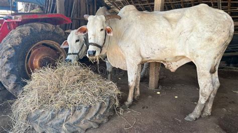 White Oxen with Horns Standing in a Farm and Eating Some Grass Stock ...