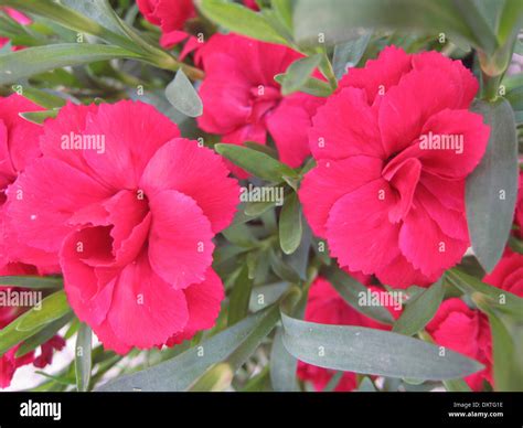 Red carnation (detail Stock Photo - Alamy