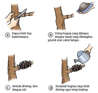 Cara Mencangkok yang benar dan menguntungkan - Bisnis Petani