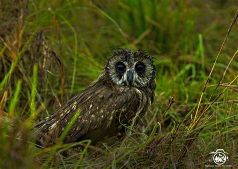 Kenya’s Best Wildlife Photography Tour - Incredible Birding