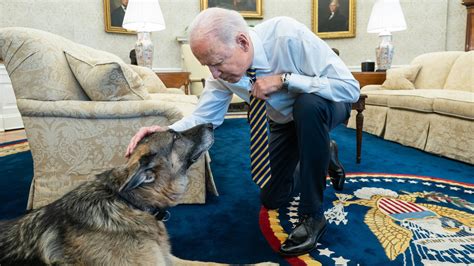 El campeón de perros del presidente Biden muere a los 13 años: NPR ...