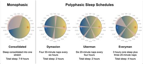 Monophasic-Biphasic-Polyphasic sleep - The Mattress Company