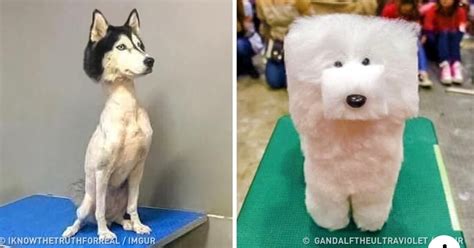 The New Trend Of Artistic Pet Haircuts And Grooming Is Seriously Confusing Us