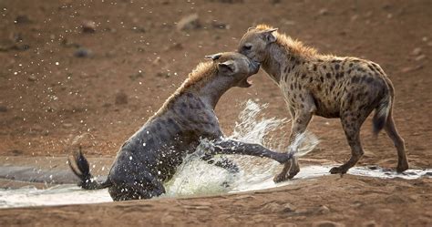 Wildlife in South Luangwa National Park - Zambia