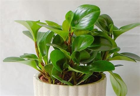 Baby Rubber Plant: How To Care For The Peperomia Obtusifolia