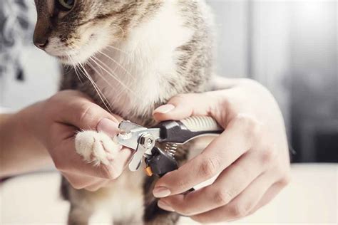 8 Steps to Fear Free Nail Trims For You And Your Cat | Fear Free Happy ...