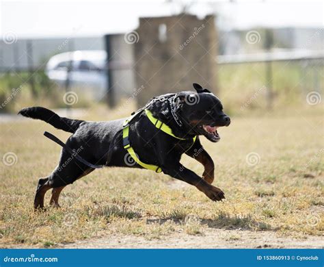 Training of police dog stock image. Image of training - 153860913