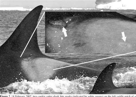 Figure 2 from Cookie Cutter Shark (Isistius sp.) Bites on Cetaceans ...