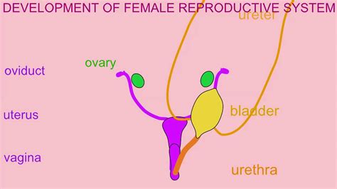 DEVELOPMENT OF THE FEMALE REPRODUCTIVE SYSTEM - YouTube