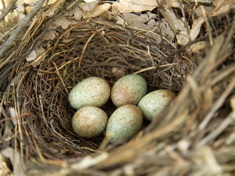 Brown Thrasher Nesting (Behavior, Eggs, Location) | Birdfact