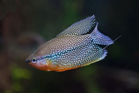 Pearl Gourami - The Care, Feeding and Breeding-of Pearl Gouramis - Aquarium Tidings