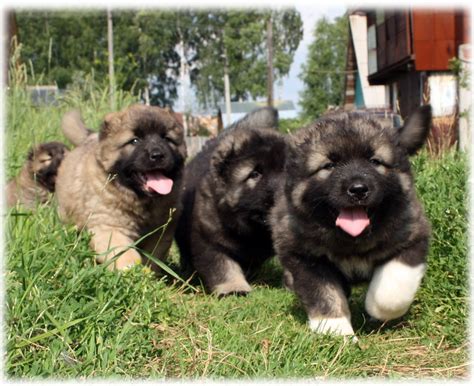 Caucasian Ovcharka Puppies : aww