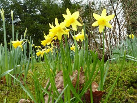 Yellow daffodil narcissus flowers in forest Creative Commons Stock Image