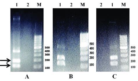 The optimization of multiplex PCR product at 10 (A), 5 (B) and 3 (C)... | Download Scientific ...