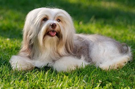 The 6 Havanese Haircuts, Styles, and Trims - PlayBarkRun