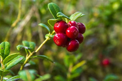 Huckleberry Bush Pics Stock Photos, Pictures & Royalty-Free Images - iStock