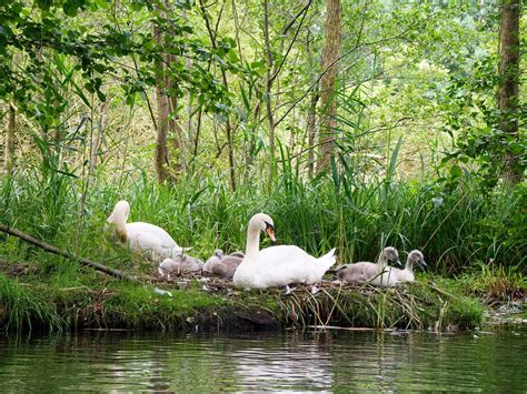 Swan Nesting (Complete Guide) | Bird Fact