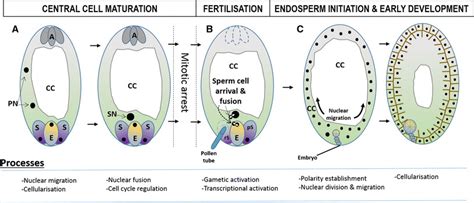 Arabidopsis female gametophyte and early endosperm development ...