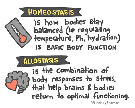 Allostatic Load, Chronic Stress, and Burnout - LindsayBraman.com