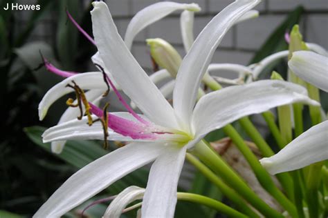 Crinum pedunculatum - Australian Native Plants Society (Australia)