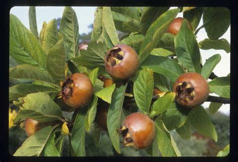 Medlars - The Fruit Forest