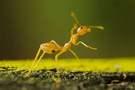 Do Ants Pee and Poop? (The Scientific Answer) – Fauna Facts