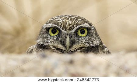 Burrowing Owl Arizona Image & Photo (Free Trial) | Bigstock