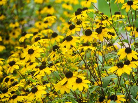 Free Photo: Rudbeckia Flower in the Garden