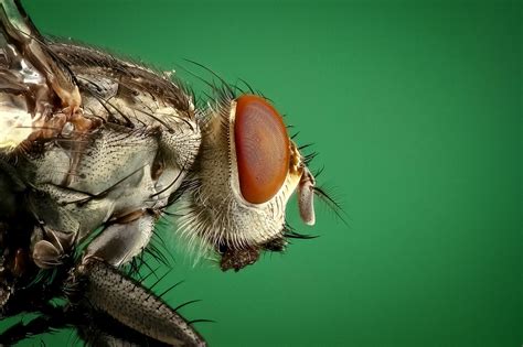 5 Differences Between Cluster Flies and House Flies - Poulin's Pest Control