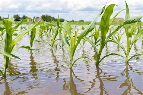 Climate Change Is Intensifying the Effects of Fertilizer Runoff ...