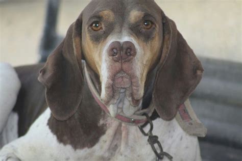 Tarsus Catalburun (Turkish Pointer) Rare Dogs, Rare Dog Breeds, All About Puppies, Dog ...