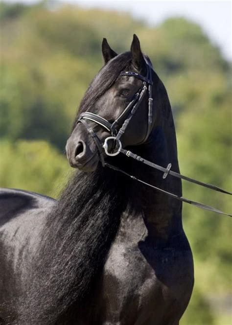 Pin by Lucka Ron on Friesians | Friesian stallion, Black horses, Friesian