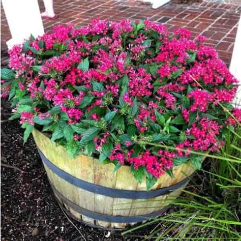 Pentas Plant Care: How To Grow Pentas Flowers in 2020 | Plants, Shade ...