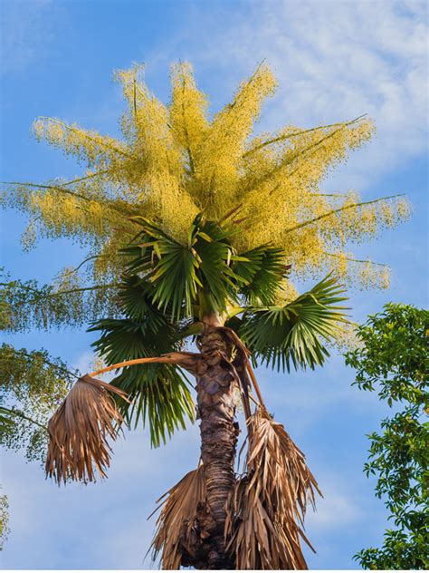 Lg. Talipot Palm Tree (corypha umbraculifera) – Urban Palms