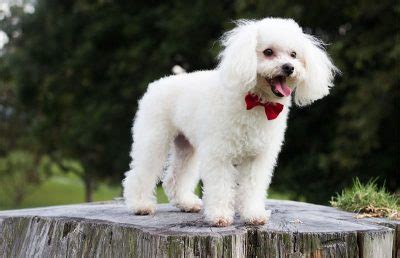 250+ Poodle Names - Cute, Classy & More! - My Dog's Name