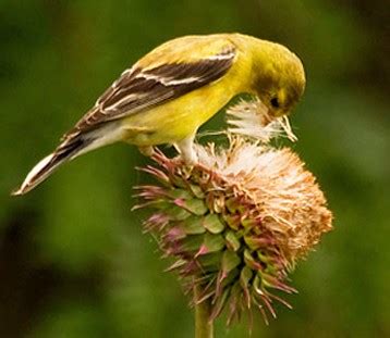 NestWatch | Featured species: American Goldfinch - NestWatch