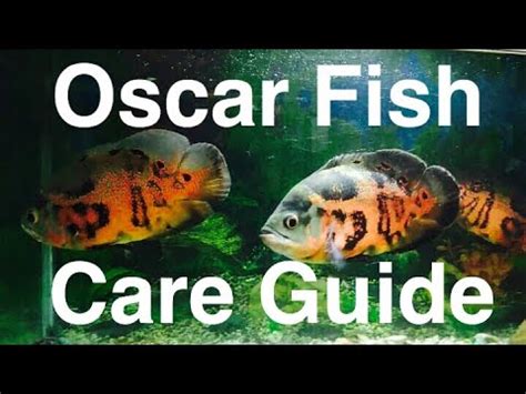 Tiger Oscar Fish Care Guide – HousePetsCare.com