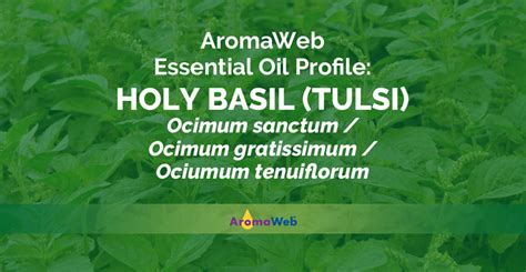 Holy Basil Essential Oil Uses and Benefits | AromaWeb