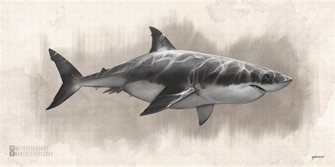 Great White Shark Drawing by stevegoad on DeviantArt