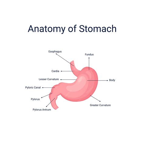 Premium Vector | Human stomach anatomy diagram vector illustration