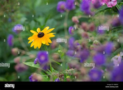 Gold flower border hi-res stock photography and images - Alamy