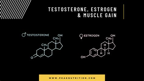 Testosterone, Estrogen And Muscle Gain