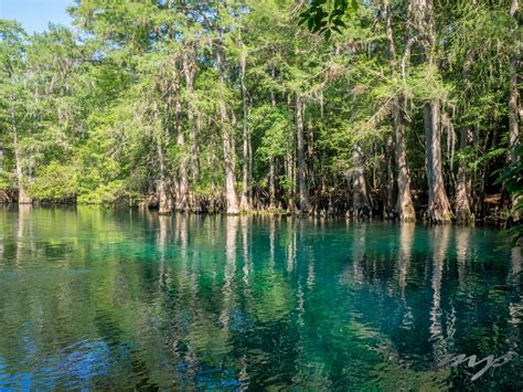 Manatee Springs State Park, Florida – Meandering Passage