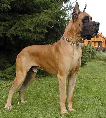 Scooby doo great dane - pkulsd