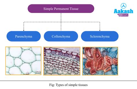 Simple Permanent Tissue, Types & sclerenchyma cells | AESL