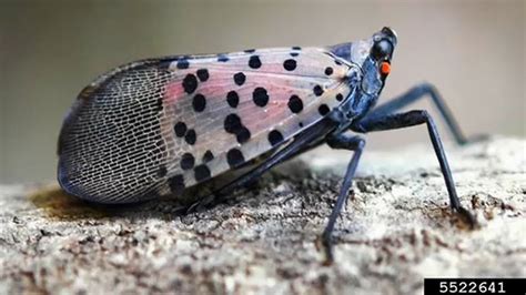 Spotted lanternfly: Invasive pest causing havoc on plants in NJ and Staten Island - ABC7 New York