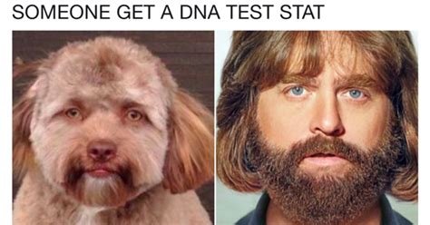 This Human-Faced Dog Has A Lot Of Celebrity Doppelgangers - Memebase ...