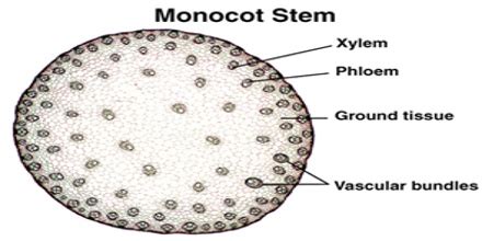 Internal Structure of Monocot Stem - QS Study