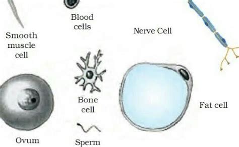 Bone Cell Labeled Diagram